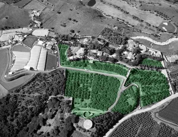 bird-view-avocado-plantation